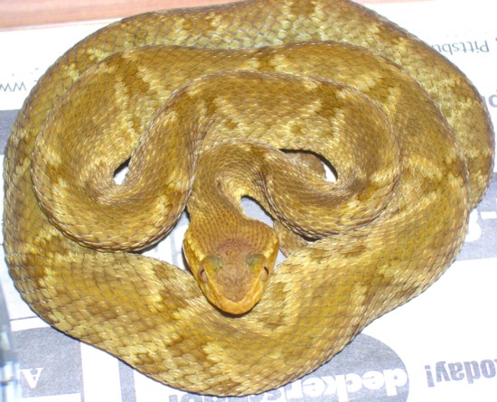 bothrops colombiensis sized2.jpg [85 Kb]